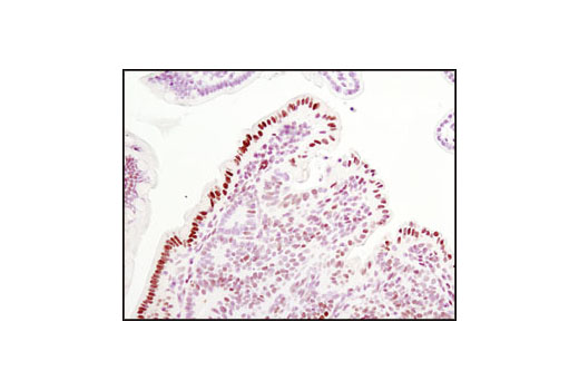  Image 30: ALK Activation Antibody Sampler Kit