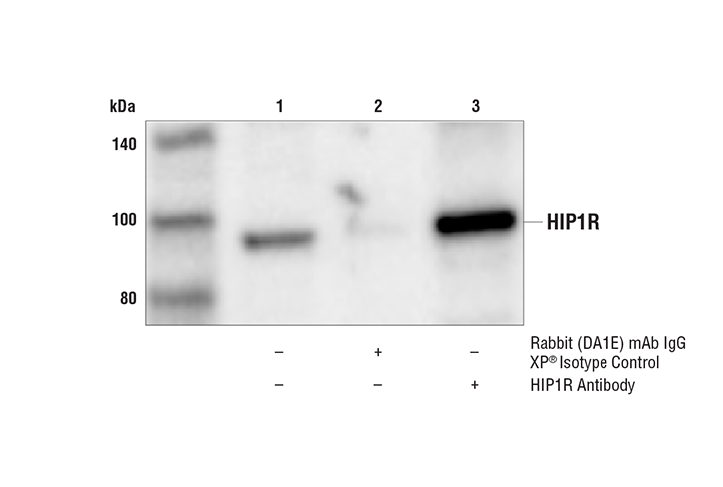 Immunoprecipitation Image 1: HIP1R Antibody