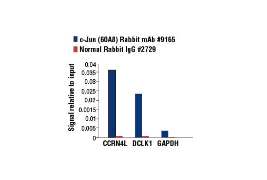 Chromatin Immunoprecipitation Image 3: c-Jun (60A8) Rabbit mAb