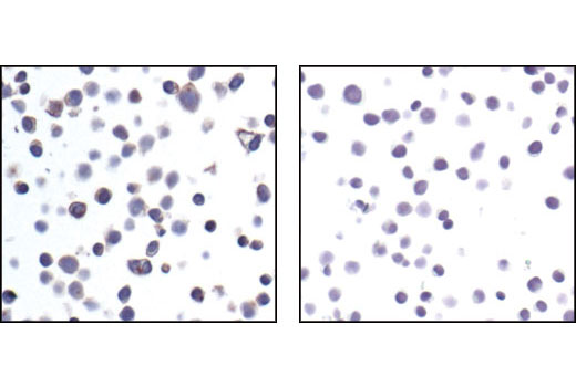  Image 13: T Cell Signaling Antibody Sampler Kit