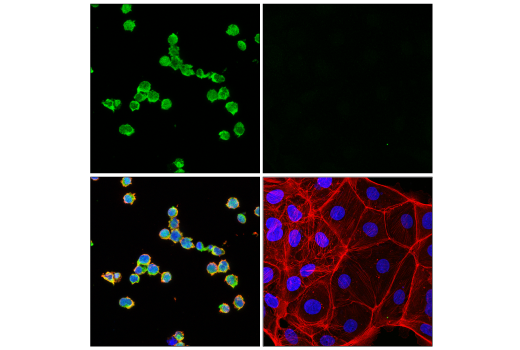 Immunofluorescence Image 2: TFEB (E4I8R) Mouse mAb