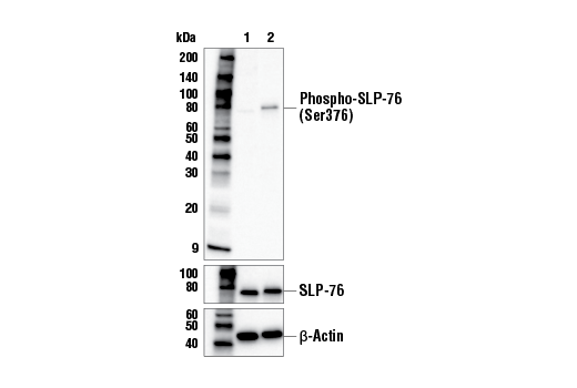  Image 2: Human CD28 Activating (CD28.2) Mouse mAb (Low Endotoxin, Azide-free)