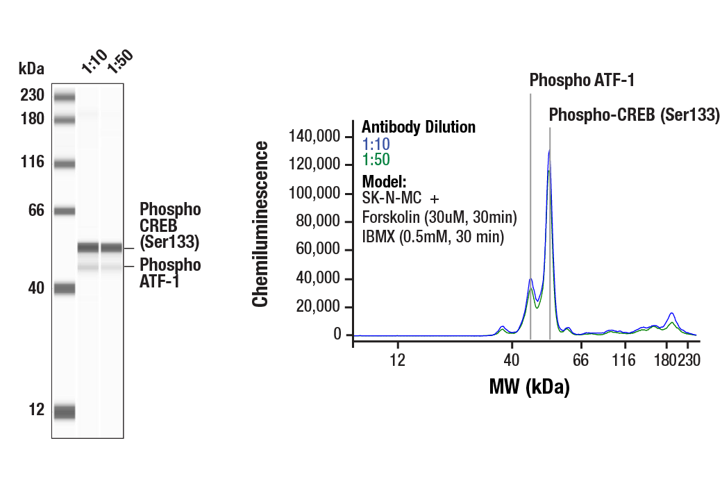  Image 5: ApoE Synaptic Formation and Signaling Pathway Antibody Sampler Kit