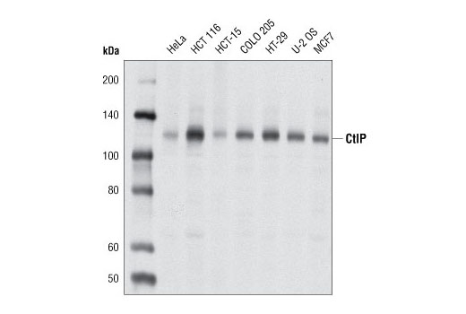  Image 11: Homologous Recombination (HR) DNA Repair Antibody Sampler Kit