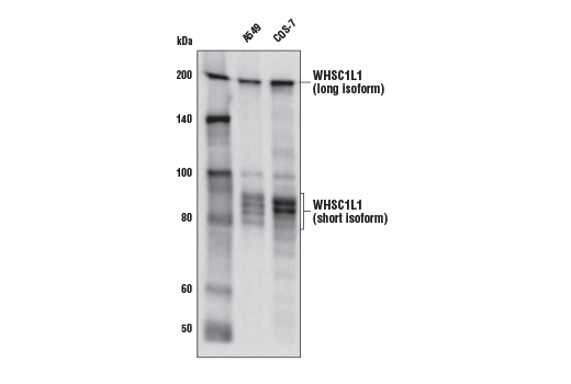  Image 6: NSD Family Antibody Sampler Kit