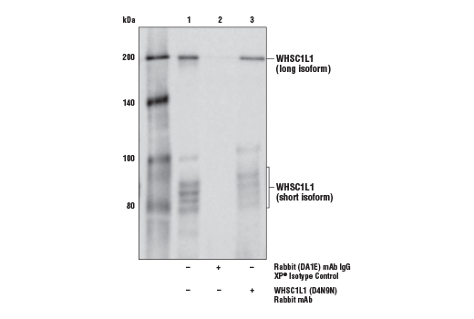  Image 9: NSD Family Antibody Sampler Kit