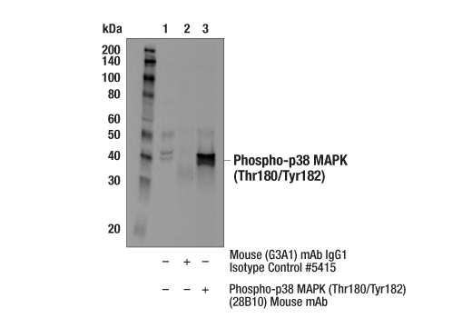 Immunoprecipitation Image 1: Phospho-p38 MAPK (Thr180/Tyr182) (28B10) Mouse mAb