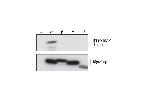 Western Blotting Image 2: p38α MAPK Antibody
