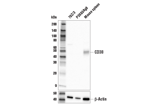 Western Blotting Image 2: CD38 Antibody