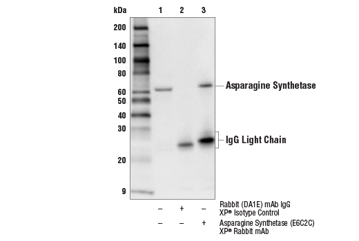  Image 19: Glutamine Metabolism Antibody Sampler Kit