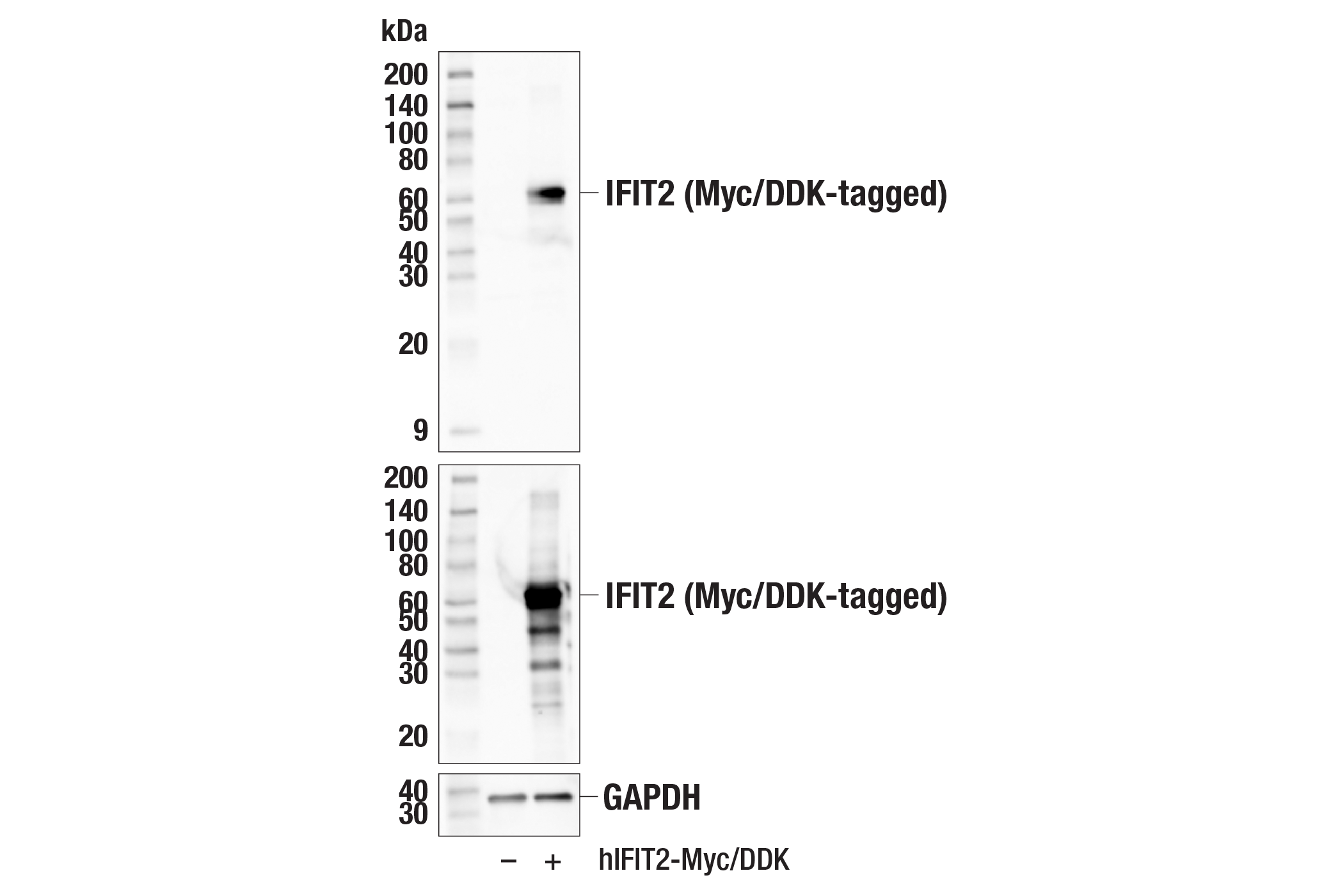 western blot 图片造假图片