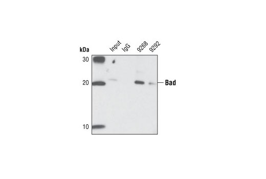 Immunoprecipitation Image 1: Bad (11E3) Rabbit mAb (IP Preferred)