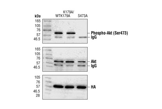 Western Blotting Image 3: Phospho-Akt (Ser473) Antibody
