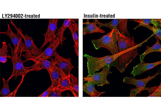 Immunofluorescence Image 1: Phospho-Akt (Ser473) Antibody