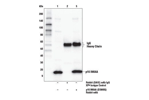 Immunoprecipitation Image 1: p16 INK4A (D3W8G) Rabbit mAb