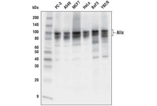  Image 12: Mouse Reactive Exosome Marker Antibody Sampler Kit