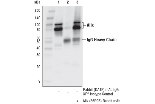 Immunoprecipitation Image 1: Alix (E6P9B) Rabbit mAb