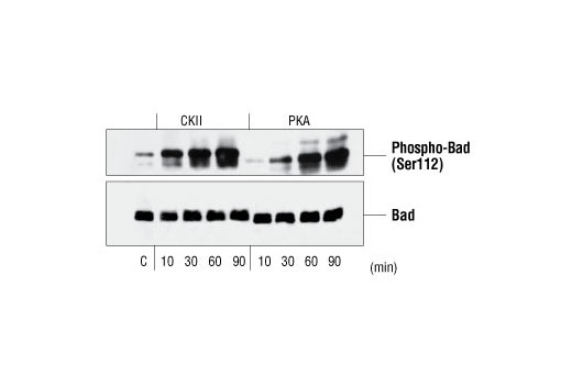 Western Blotting Image 3: Phospho-Bad (Ser112) Antibody