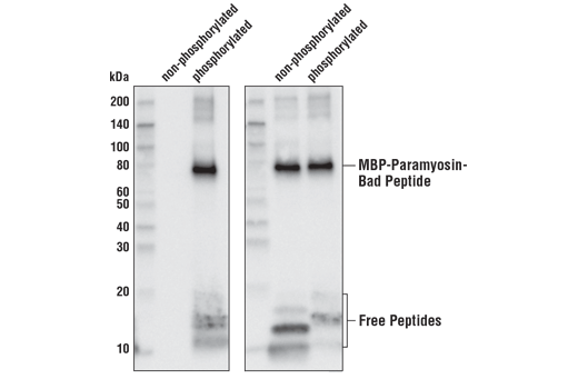 Western Blotting Image 1: Bad Control Proteins