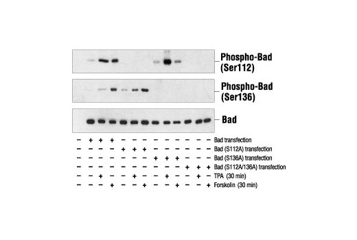 Western Blotting Image 1: Phospho-Bad (Ser136) Antibody