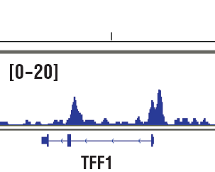 Chromatin Immunoprecipitation Image 1: ARID1B/BAF250B (E9J4T) Rabbit mAb