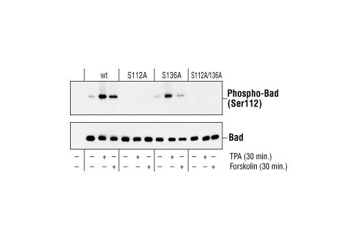 Western Blotting Image 2: Phospho-Bad (Ser112) (7E11) Mouse mAb