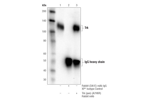  Image 6: PhosphoPlus® TrkA (Tyr490)/TrkB (Tyr516) Antibody Duet
