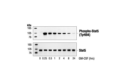 Phospho Stat5 Tyr694 Antibody Cell Signaling Technology