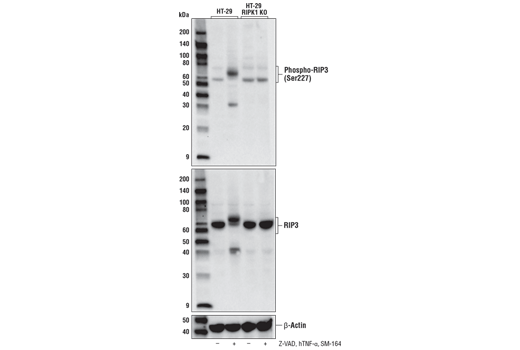  Image 23: Human Reactive PANoptosis Antibody Sampler Kit