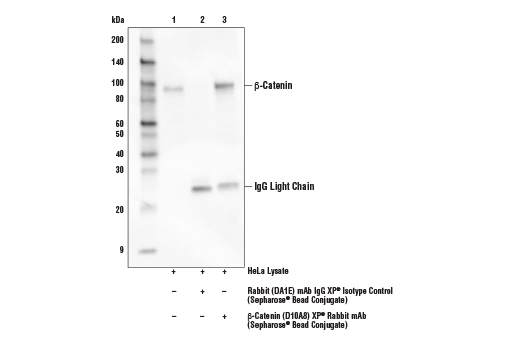 Western Blotting Image 1: Mouse Anti-Rabbit IgG (Light-Chain Specific) (D4W3E) mAb (HRP Conjugate)