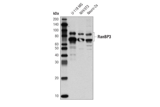 Western Blotting Image 1: RanBP3 Antibody