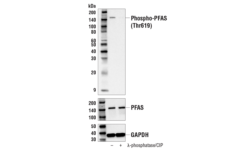Western Blotting Image 1: Phospho-PFAS (Thr619) Antibody
