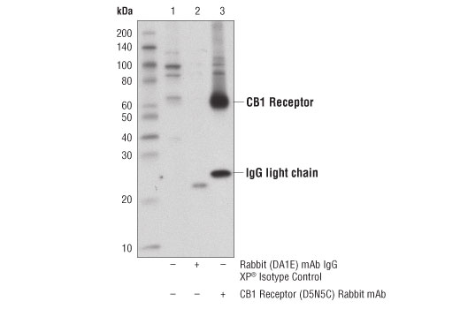  Image 20: Cannabinoid Receptor 1 Downstream Signaling Antibody Sampler Kit