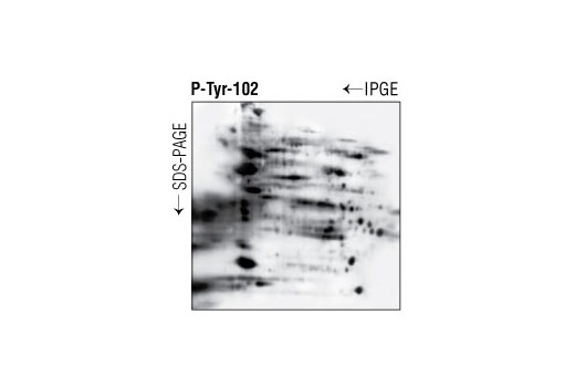 Western Blotting Image 2: Phospho-Tyrosine Mouse mAb (P-Tyr-102)
