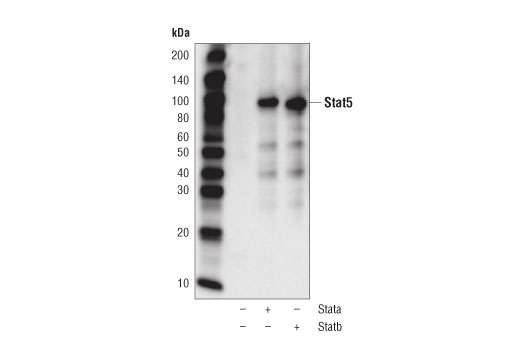  Image 7: PhosphoPlus® Stat5 (Tyr694) Antibody Duet