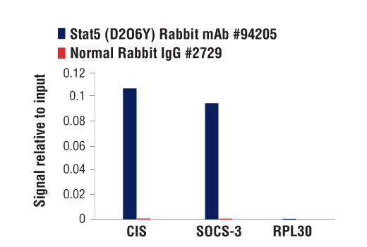 Chromatin Immunoprecipitation Image 1: Stat5 (D2O6Y) Rabbit mAb
