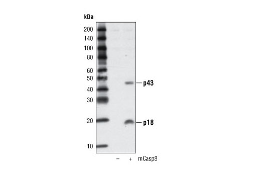 Western Blotting Image 1: Cleaved Caspase-8 (Asp387) Antibody (Mouse Specific)