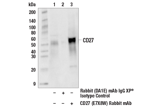 Immunoprecipitation Image 1: CD27 (E7X8W) Rabbit mAb