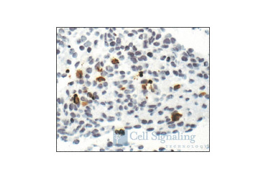 Immunohistochemistry Image 1: Cleaved Caspase-3 (Asp175) (5A1E) Rabbit mAb (BSA and Azide Free)