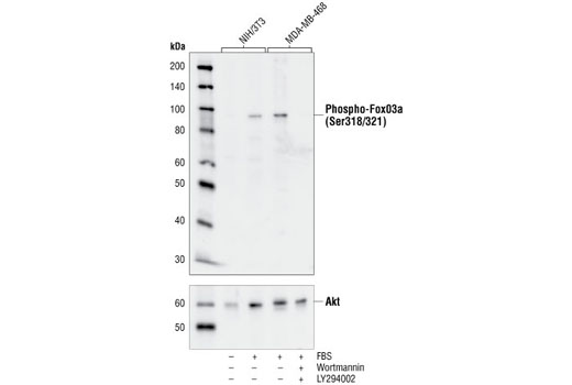 Western Blotting Image 1: Phospho-FoxO3a (Ser318/321) Antibody