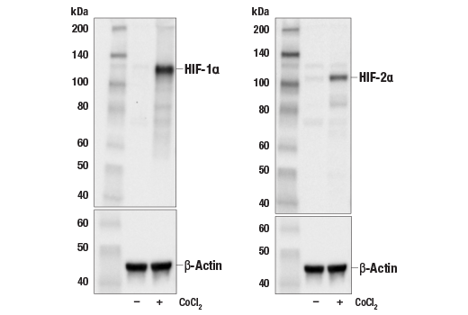 Western Blotting Image 1: HIF-1α/2α Control Cell Extracts