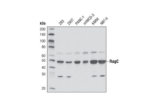  Image 8: Rag and LAMTOR Antibody Sampler Kit