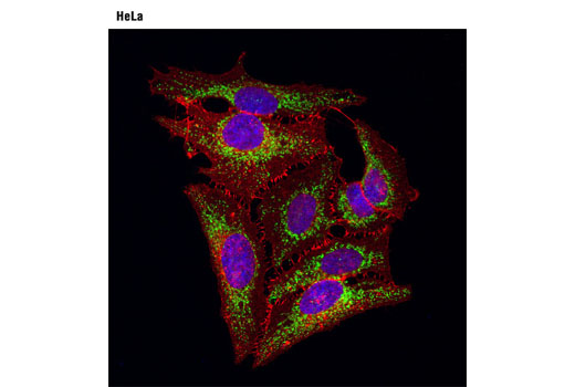 Immunofluorescence Image 1: C1QBP (D7H12) XP® Rabbit mAb (BSA and Azide Free)