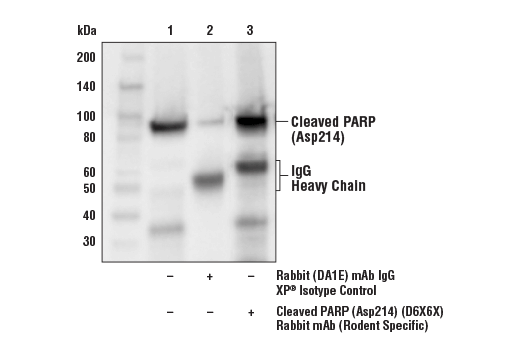  Image 24: Mouse Reactive Cell Death and Autophagy Antibody Sampler Kit