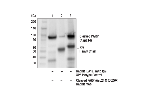  Image 26: Mouse Reactive Cell Death and Autophagy Antibody Sampler Kit