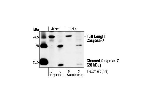 Western Blotting Image 1: Caspase-7 Antibody