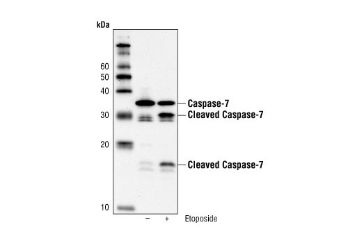 Western Blotting Image 1: Caspase-7 (C7) Mouse mAb (Human Specific)