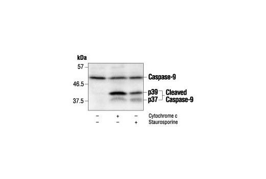 Western Blotting Image 1: Caspase-9 Antibody