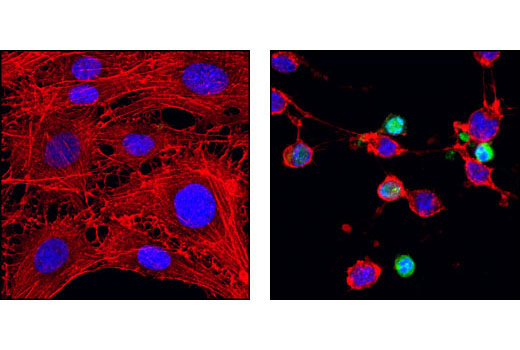 Immunofluorescence Image 1: Cleaved Caspase-9 (Asp353) Antibody