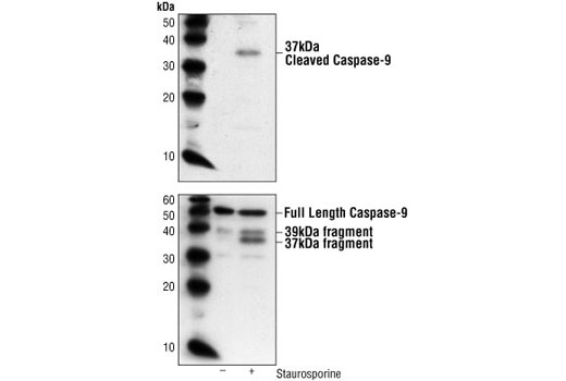 Western Blotting Image 1: Cleaved Caspase-9 (Asp353) Antibody